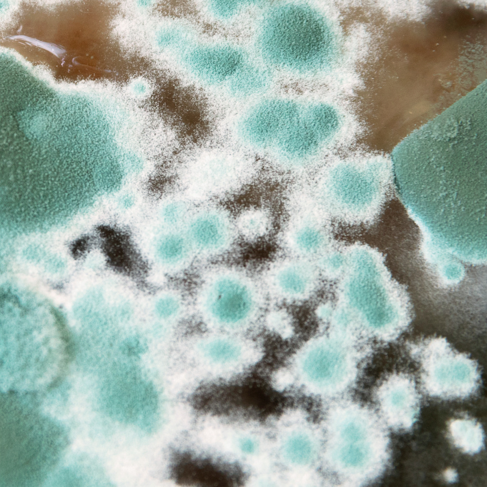 Pollen